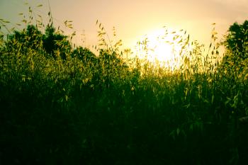 Natur Mediterrane  