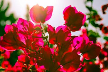 Bougainvillea Rosarote Pinke  