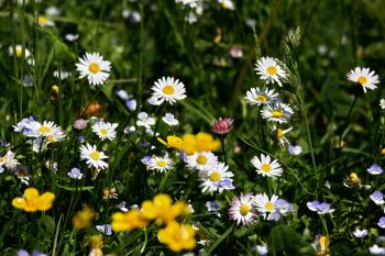 Alpen Blüten  