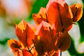 Vegetation Pflanzen Orange  