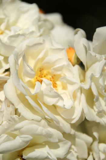 Weiße Rosen  