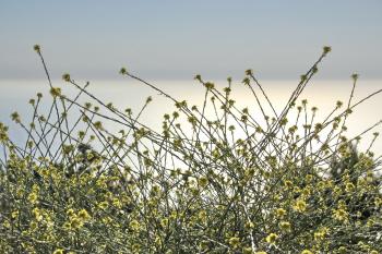 Grüne Vegetation  