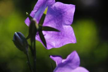 Blaue Pflanzen Blumen  