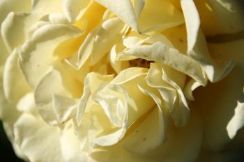 Gelbe Weiße Blüten  