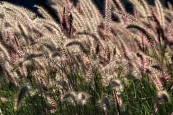 Vegetation Pflanzen  