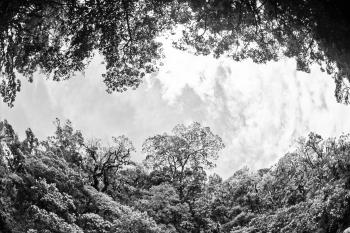 Urwald Schwarzweiss Dschungel  