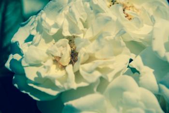 Weiße Rosen Blumen  