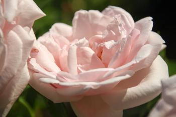 Rosen Blumen  
