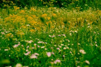 Blumenwiese Sommer Natur  