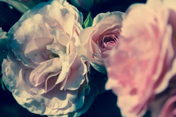 Rosarote Blüten Rosen  