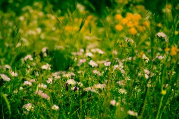 Mediterrane Frühling  