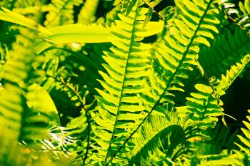 Vegetation Spanien Pflanzen  