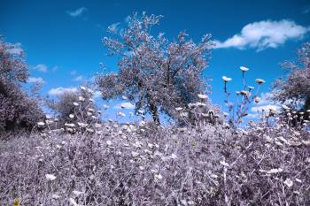 Wiese Mediterrane  