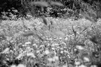 Wiese Schwarzweiss Romantische  