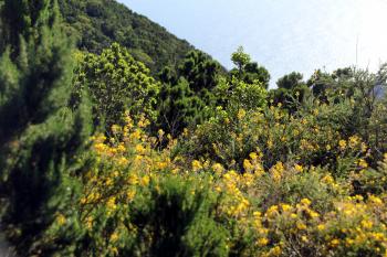 Grüne Vegetation Spanien  