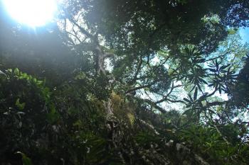 Dschungel Urwald  
