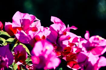 Blumen Mittelmeer Italien  