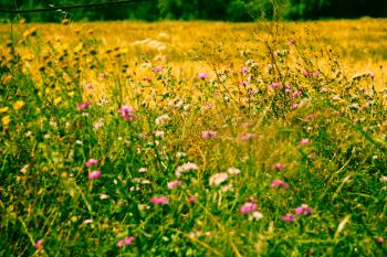 Wiese Mediterrane Sommer  