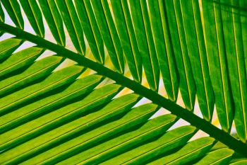 Vegetation Pflanzen Palmblätter  