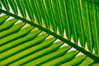 Vegetation Pflanzen  