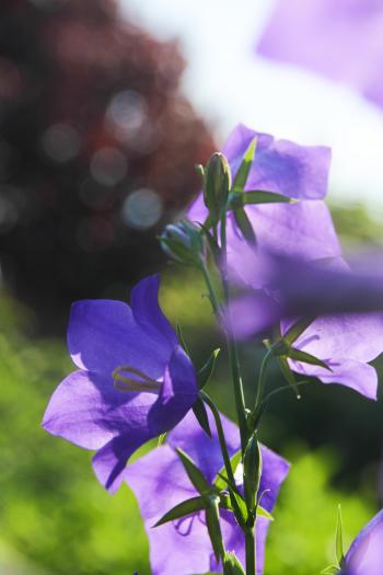 Blaue Filigrane Blau  