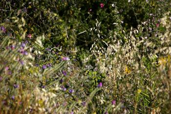 Spanien Vegetation  