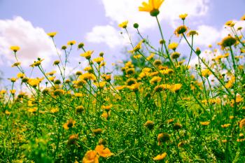 Sommer Mediterrane  