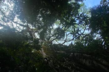 Urwald Dschungel  