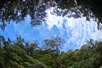 Urwald Blaue Dschungel  