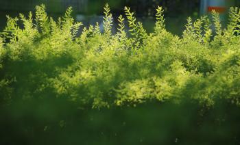 Grüne Natur  