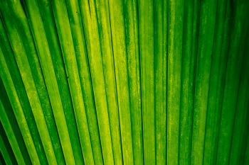 Vegetation Pflanzen Palmen  