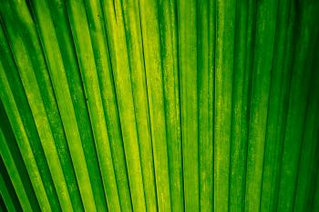 Vegetation Pflanzen  