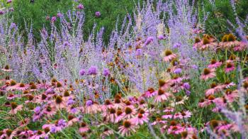 Zart Gräser Blumen  