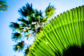 Palmblätter Pflanzen Palmen  