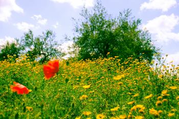 Wiese Mohn  