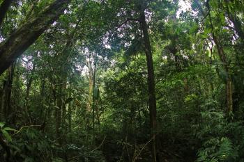 Dschungel Grüne  