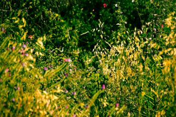 Vegetation Spanien Pflanzen  