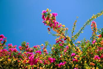 Hellblaue Blumen  