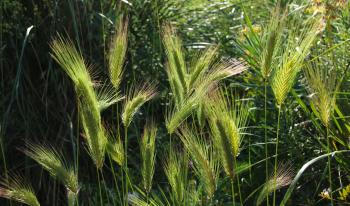 Gesundheit Grün Sommer  