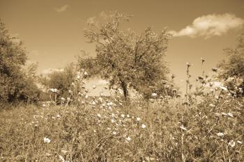 Gras Blüten  