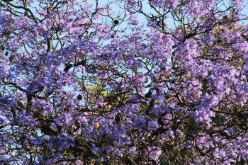 Violette Blüten  