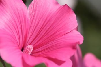 Blütenpflanze Blumen  