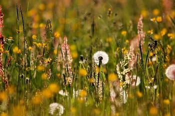 Gräser Natur Pflanzen  