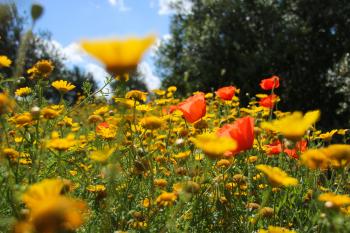 Blumenwiese Mohn  