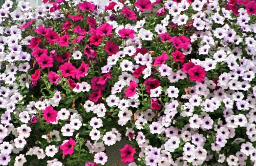 DAL0595
