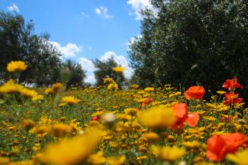 Freude Blumenwiese Sommer  