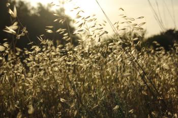 Romantische Wiese  