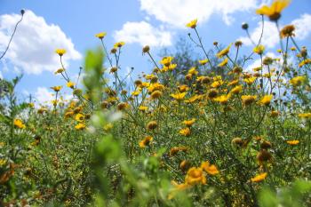 Blumenwiese Sommer  