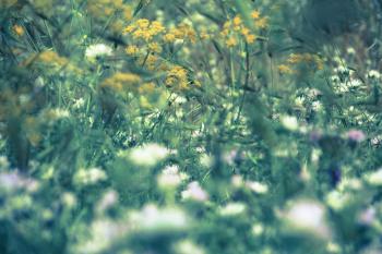Blüten Sommer Wiese  