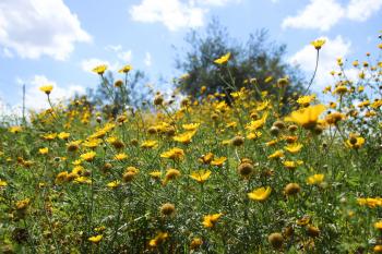 Blüten Blumenwiese  